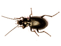 Agonum emarginatum